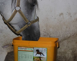 Royal Horse products