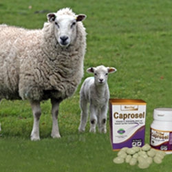 Sheeps Products