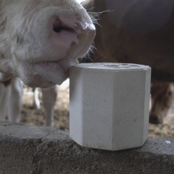 Functional Licking Blocks