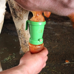 Pre-milking