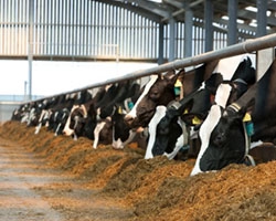 Additifs pour ensilage