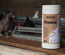 Royal Pigeon Products  