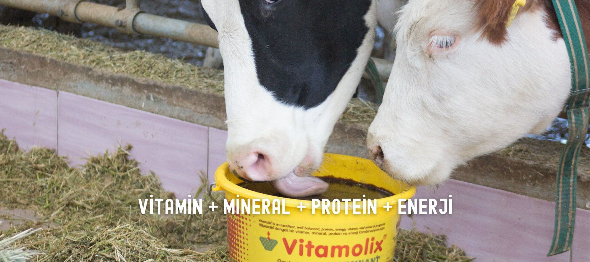 Vitamin + Mineral + Protein + Enerji