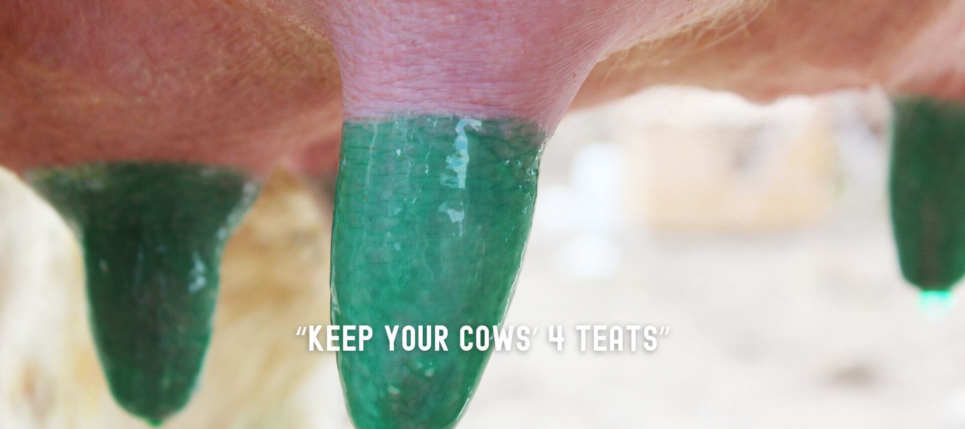 Keep your cows with 4 tits