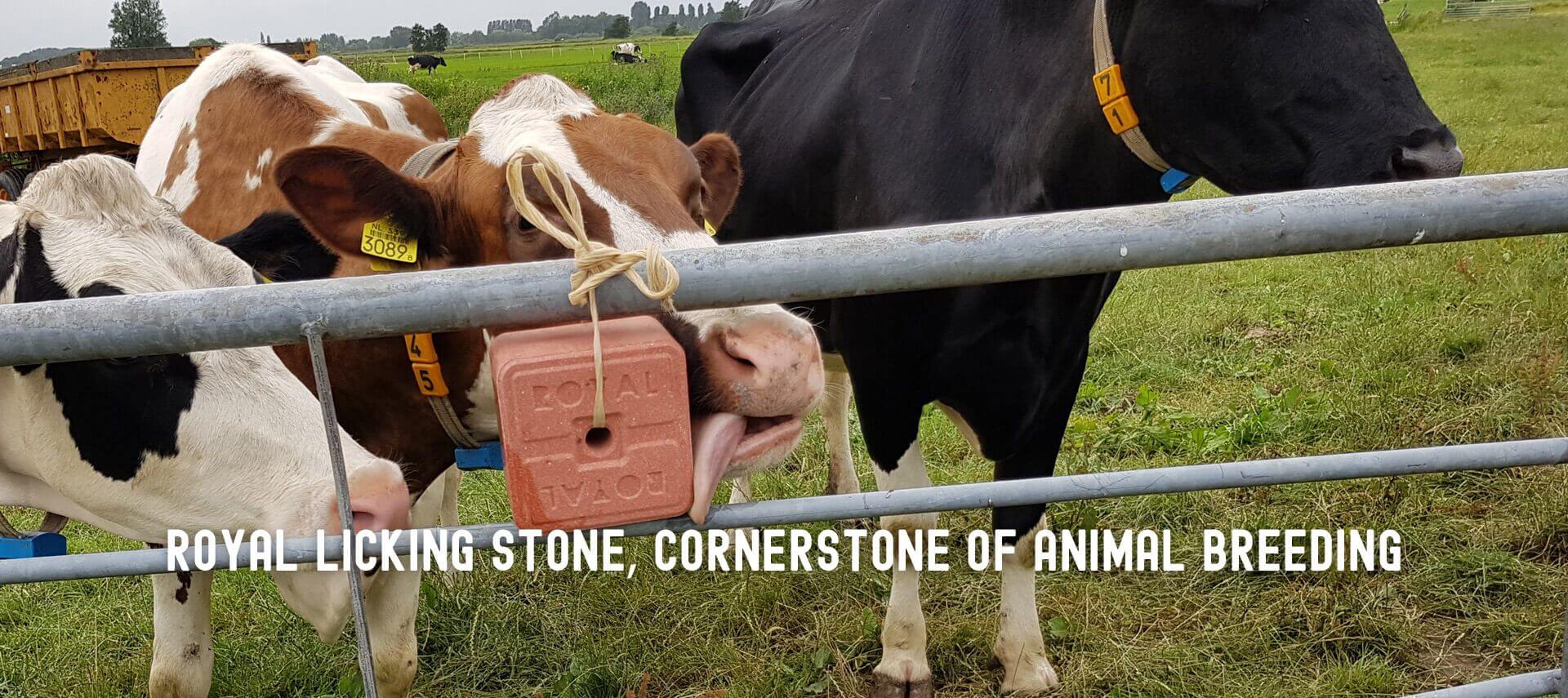 Royal licking stone, touchstone of animal husbandry