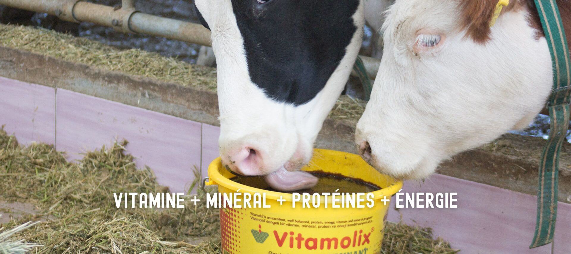  Vitamine + Minéral + Protéines + Énergie