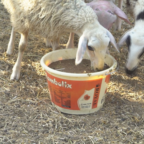 Rambolix Sheep and Goat