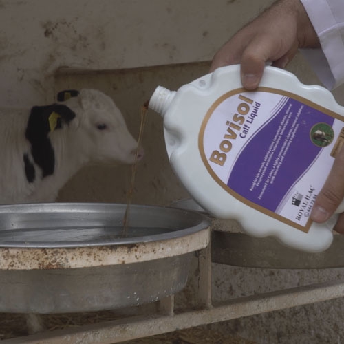 Bovisol Calf Liquid